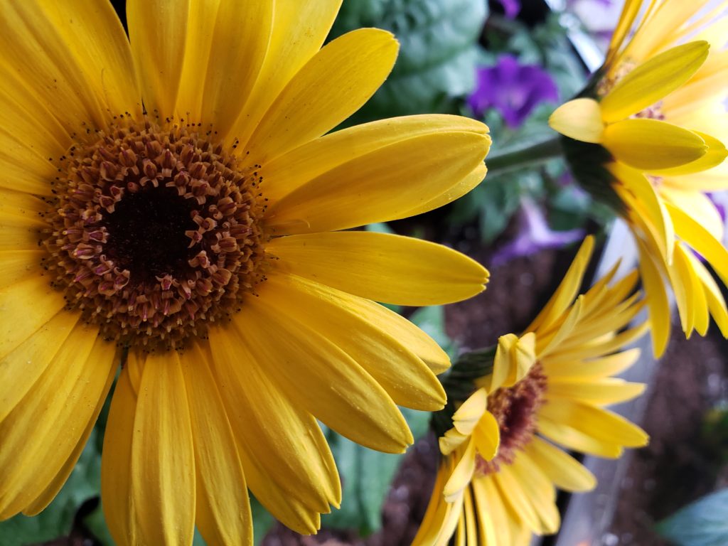 Sunshine flower