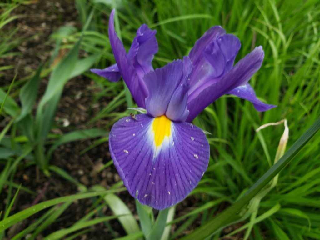 Purple flower wisdom
